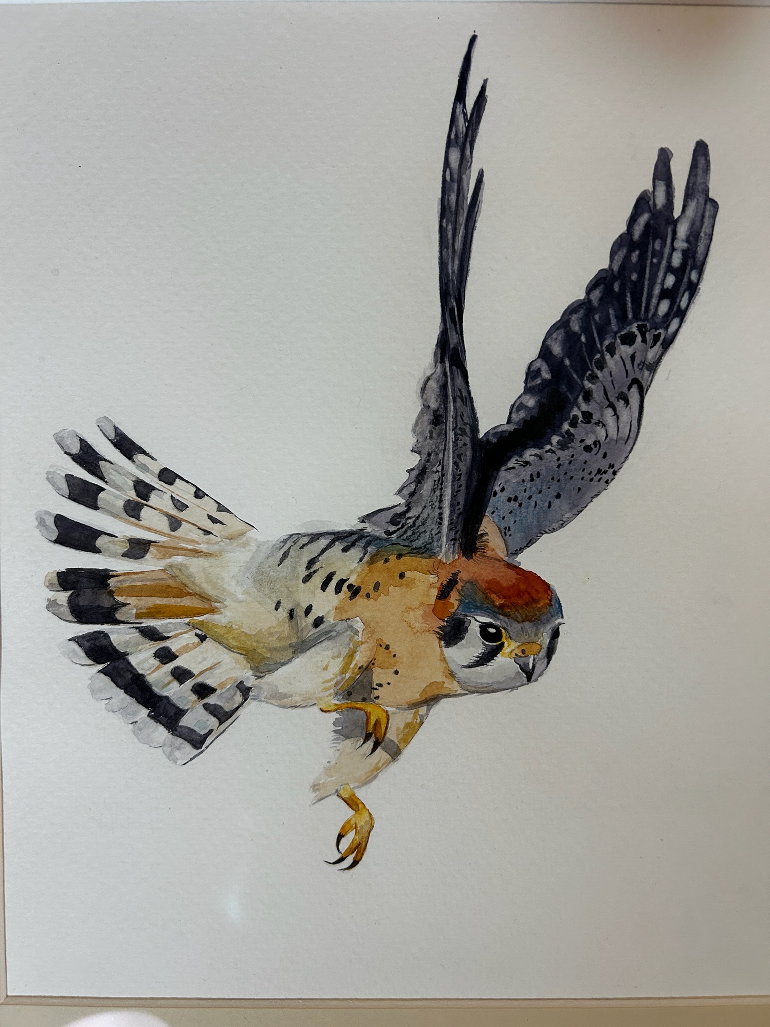 Kate Condie's painting of a falcon in flight